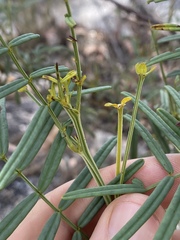Senna aciphylla