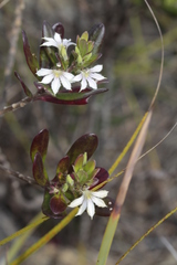 Scaevola montana