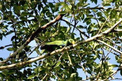 Eclectus roratus