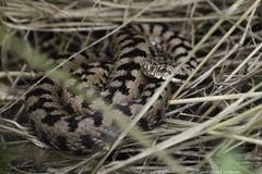 Vipera aspis