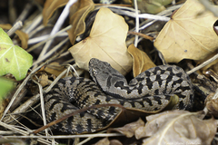 Vipera aspis