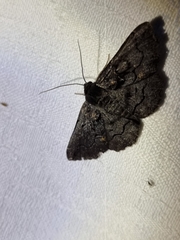 Melanodes anthracitaria