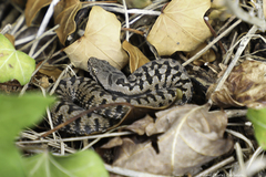 Vipera aspis
