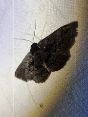 Melanodes anthracitaria