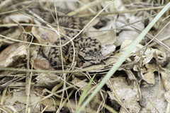 Vipera aspis