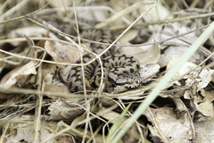 Vipera aspis