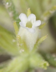 Nama carnosa
