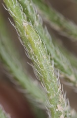 Nama carnosa