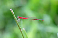 Agriocnemis femina oryzae