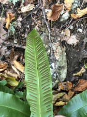 Asplenium scolopendrium scolopendrium