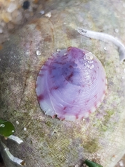 Crepipatella dilatata