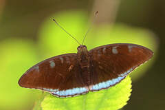 Tanaecia whiteheadi