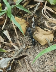 Paltothyreus tarsatus