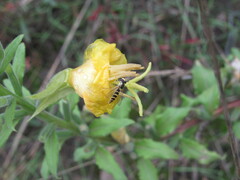 Sphaerophoria scripta