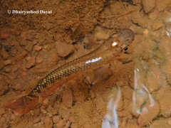 Aplocheilus lineatus