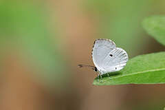 Neopithecops zalmora