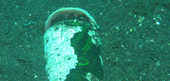 Amphioctopus marginatus