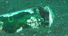 Amphioctopus marginatus