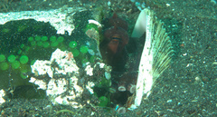 Amphioctopus marginatus