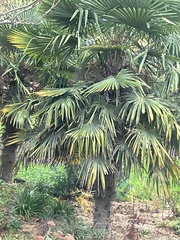 Trachycarpus