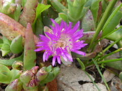 Carpobrotus modestus