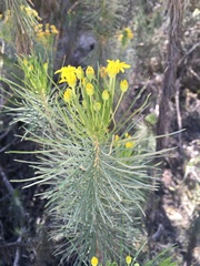 Euryops linifolius