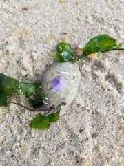 Crepipatella dilatata