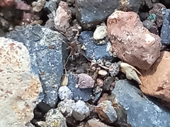 Dryinidae