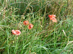 Papaver dubium