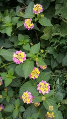 Lantana