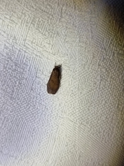 Lambula obliquilinea