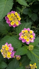Lantana
