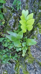 Asplenium lepidotum