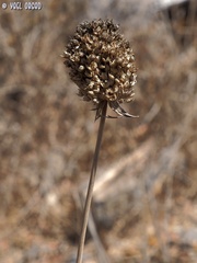 Allium phanerantherum
