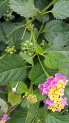 Lantana