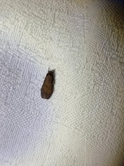 Lambula obliquilinea