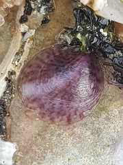 Crepipatella dilatata