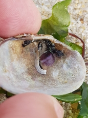 Crepipatella dilatata