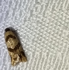 Fuscicepsana fuscicepsana