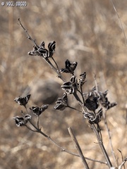 Asphodeline brevicaulis