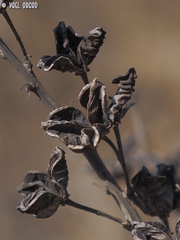 Asphodeline brevicaulis