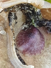 Crepipatella dilatata