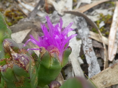 Carpobrotus modestus