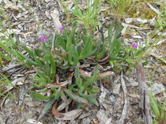 Carpobrotus modestus