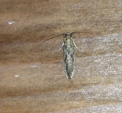 Amydria effrenatella