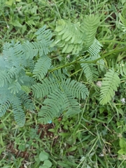 Mimoseae