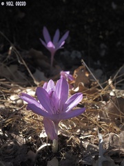 Colchicum feinbruniae
