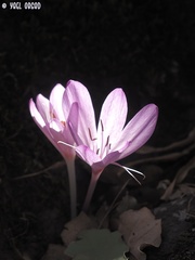 Colchicum feinbruniae