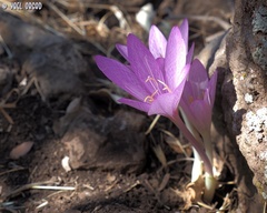 Colchicum feinbruniae
