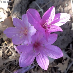 Colchicum feinbruniae
